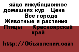 яйцо инкубационное домашних кур › Цена ­ 25 - Все города Животные и растения » Птицы   . Красноярский край